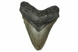 Serrated, Fossil Megalodon Tooth - North Carolina #355834-1